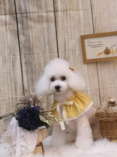 20241012ゆわちゃん